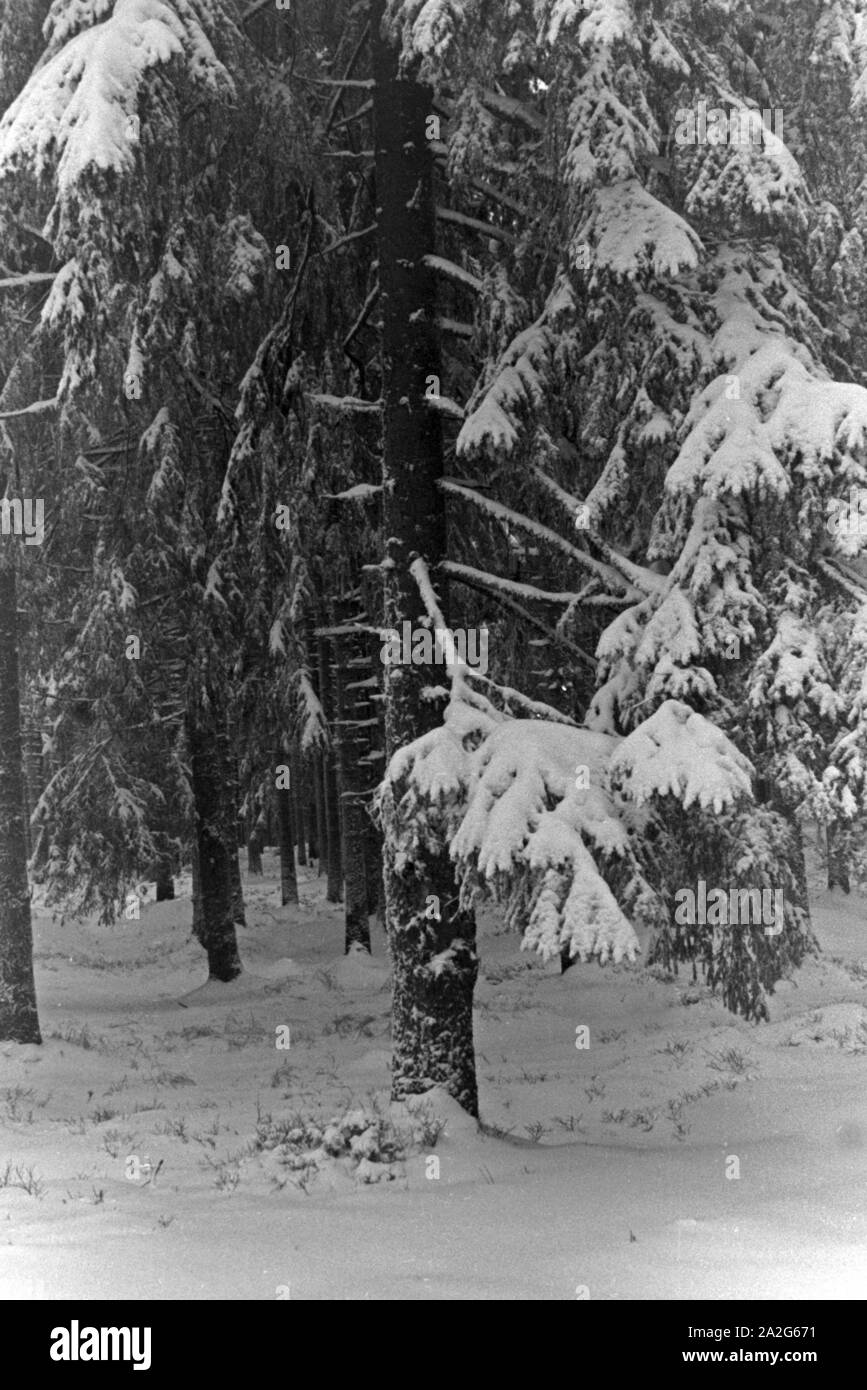 Eingeschneite Bäume in einer Winterlandschaft, Deutschland 1930er Jahre. Snowed in trees in a winter wonderland, Germany 1930s. Stock Photo