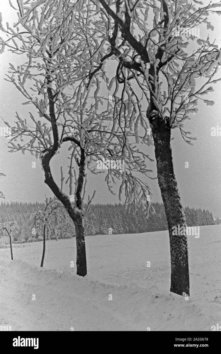 Wintrlandschaft mit zwei zugeschneiten Bäumen und einem Wäldchen im Hintergrund, Deutschland 1930er Jahre. Winter wonderland with two snowed in trees and a grov ein the background, Germany 1930s. Stock Photo