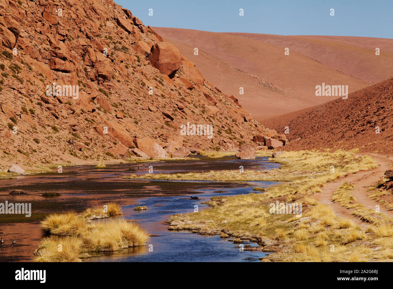 Wetland in Atacama Desert, San Pedro de Atacama, Chile Stock Photo