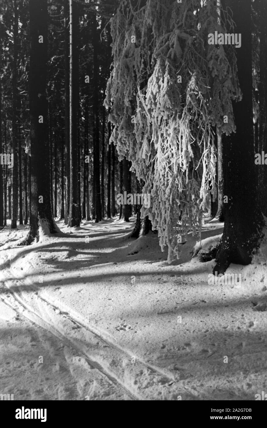 Zugeschneite Wälder rund um Oberhof in Thüringen, Deutschland 1930er Jahre. Snowed in woods and forests around Oberhof in Thuringia, Germany 1930s. Stock Photo
