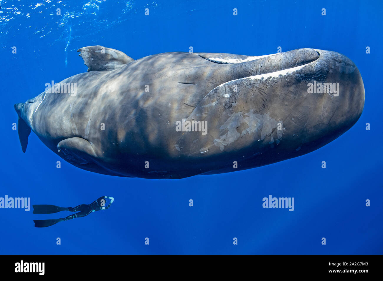 Free diver swimming with a sperm whale, Physeter macrocephalus, The