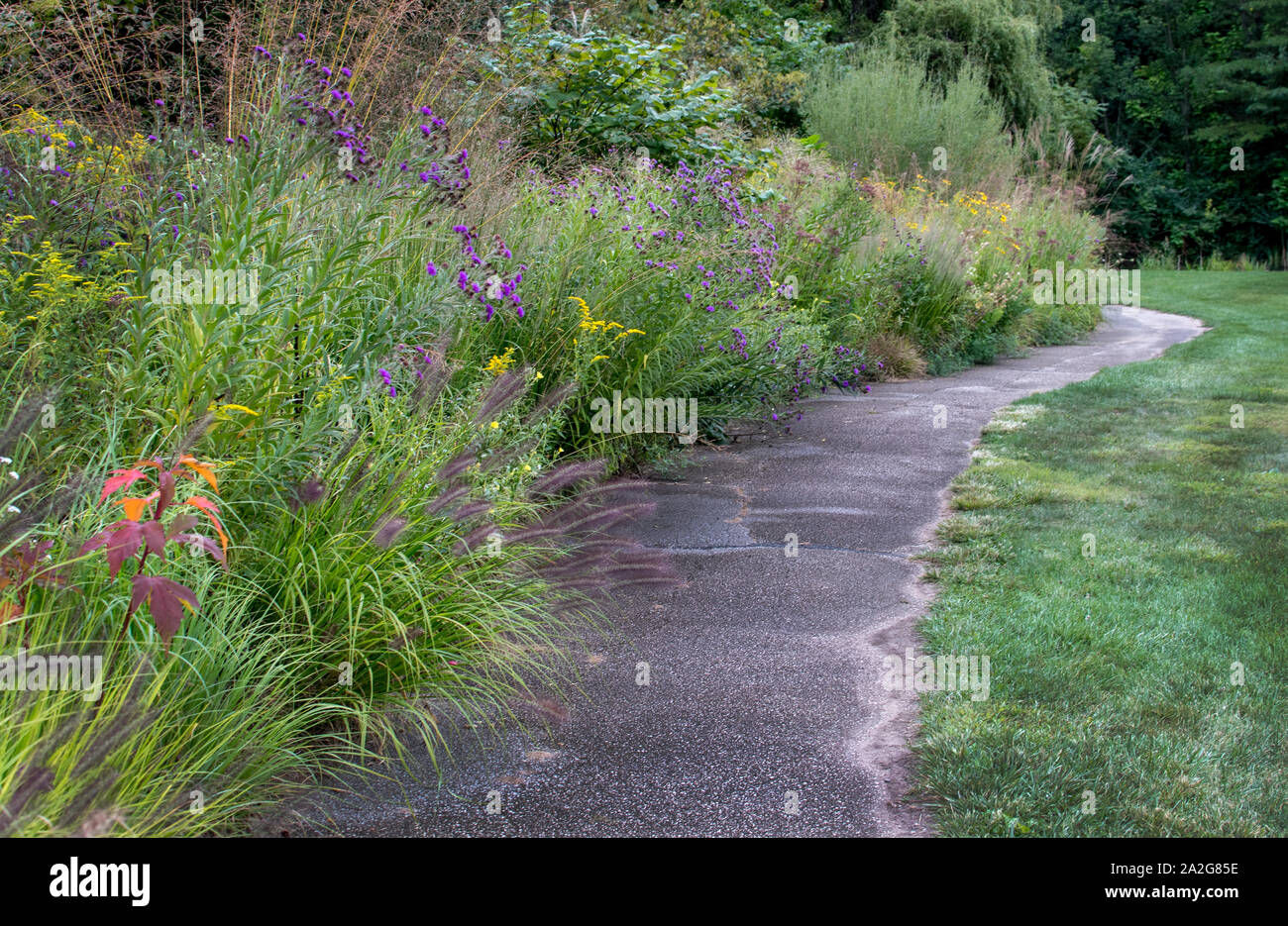 beautiful fall garden after a rain storm, with a winding walk way ...