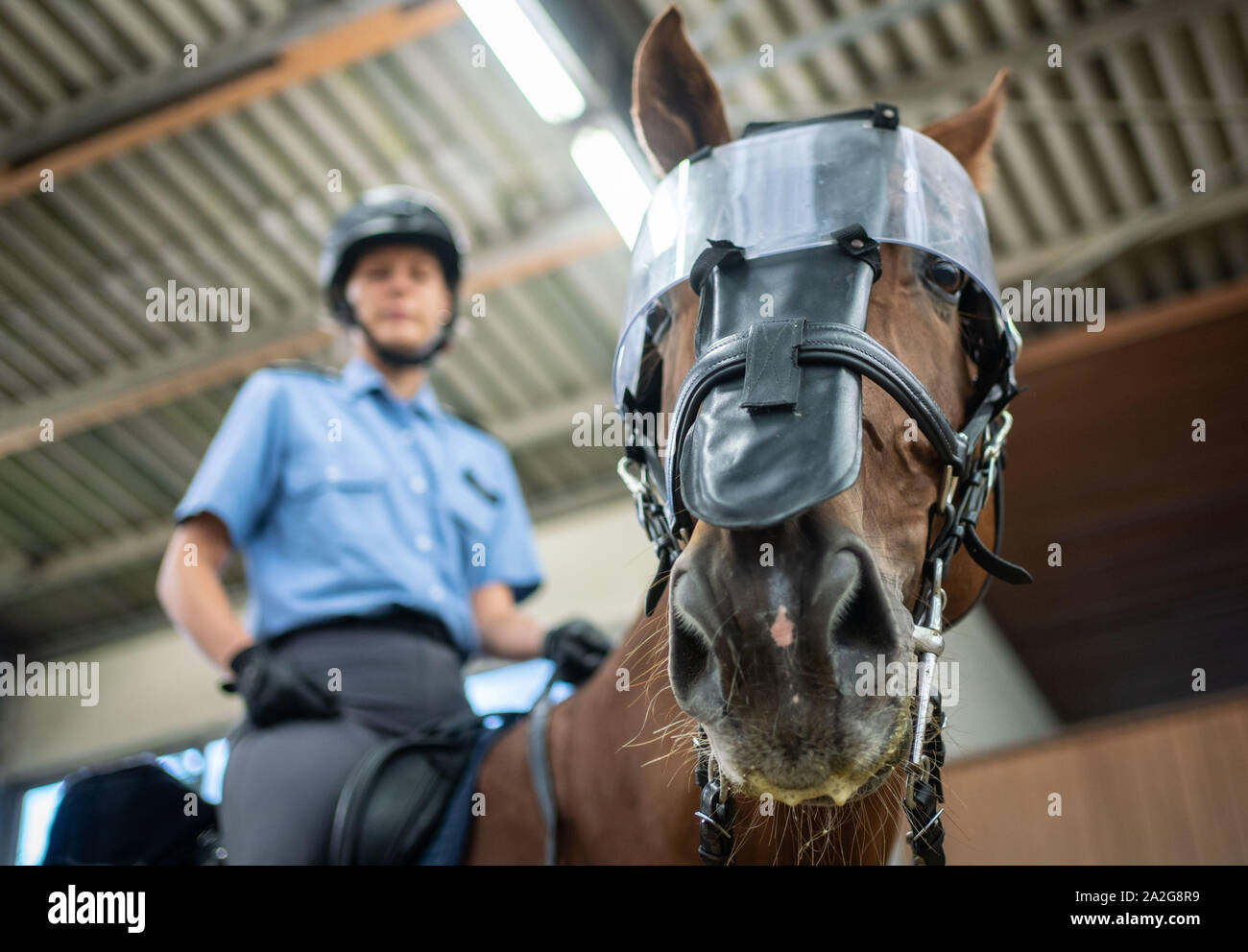 27 September 2019, Hessen, Frankfurt/Main: With a special cuff for nose and eyes the horses of the police riding squadron Hessen are protected with missions. The animals are accustomed from the outset to reacting calmly to unusual events of an optical or acoustic nature. (to dpa 'Police horses are often 'last resort when it gets tight'' from 03.10.2019) Photo: Frank Rumpenhorst/dpa Stock Photo