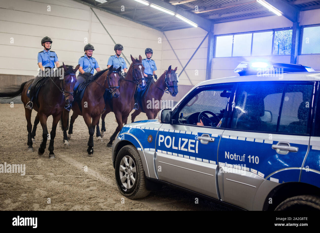 27 September 2019, Hessen, Frankfurt/Main: Horses of the police riding relay Hessen go forward during a training hour in the indoor riding arena, while the police vehicle drives backwards. The animals are accustomed from the outset to reacting calmly to unusual events of an optical or acoustic nature. (to dpa 'Police horses are often 'last resort when it gets tight'' from 03.10.2019) Photo: Frank Rumpenhorst/dpa Stock Photo