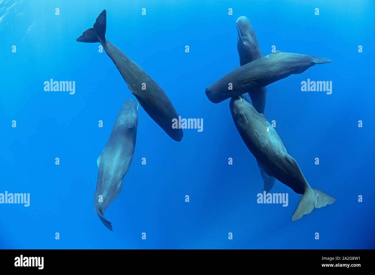 Pod of sperm whale, Physeter macrocephalus, socializing under the surface The sperm whale is the largest of the toothed whales Sperm whales are known Stock Photo