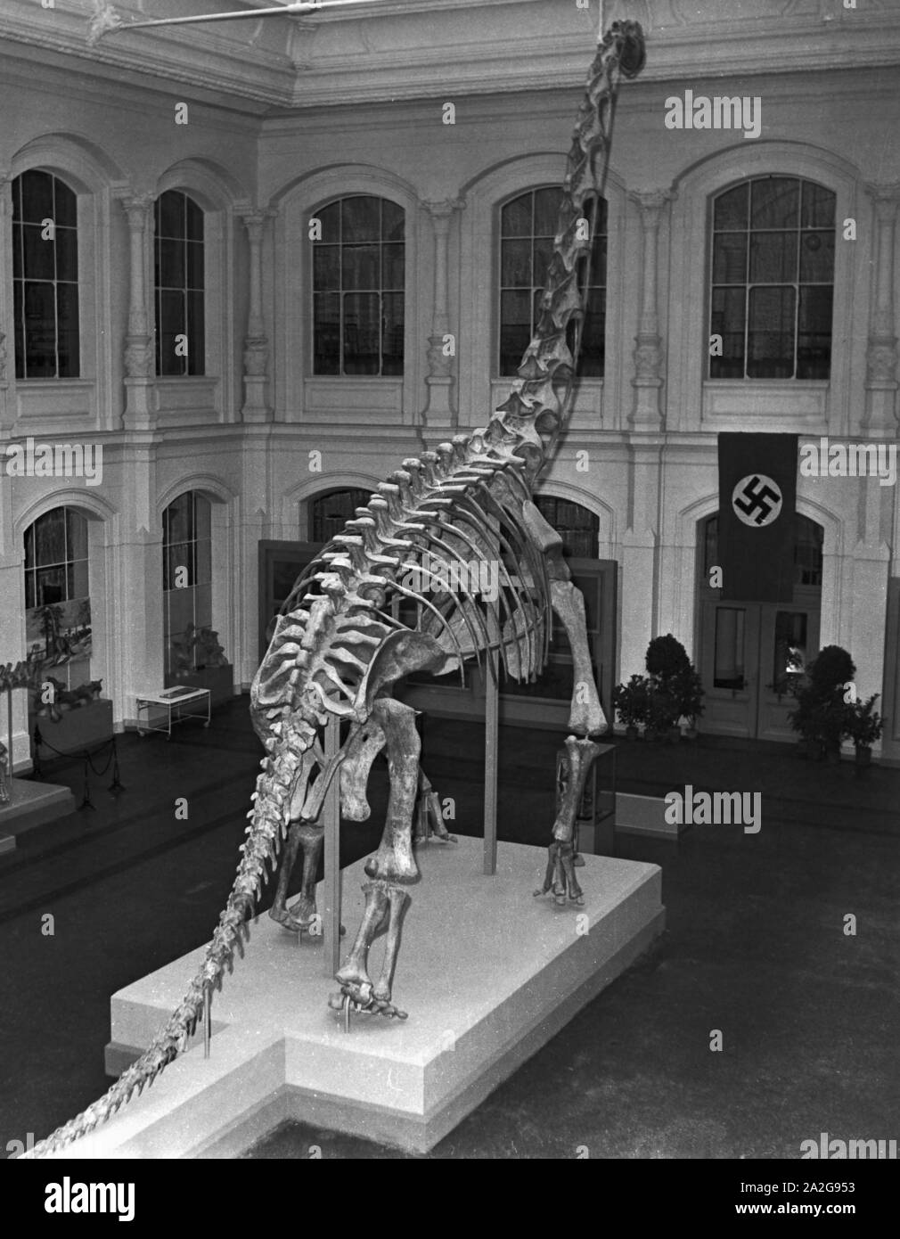 Das 1937 gestaltete Skelett eines Brachiosaurus brancai im Naturkunde Museum Berlin, Deutschland 1930er Jahre. The 1937 reconstructed skeleton of a Brachiosaurus brancai at Natural History Museum Berlin, Germany 1930s. Stock Photo