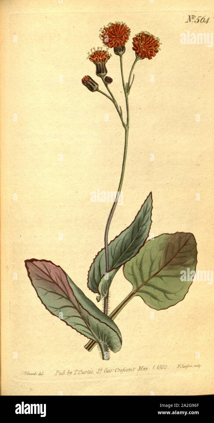 Emilia coccinea 001x Stock Photo Alamy