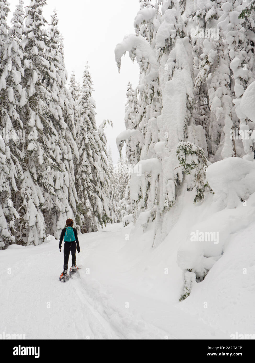 Woman snowshoeing in Garibaldi Provincial Park, BC Stock Photo
