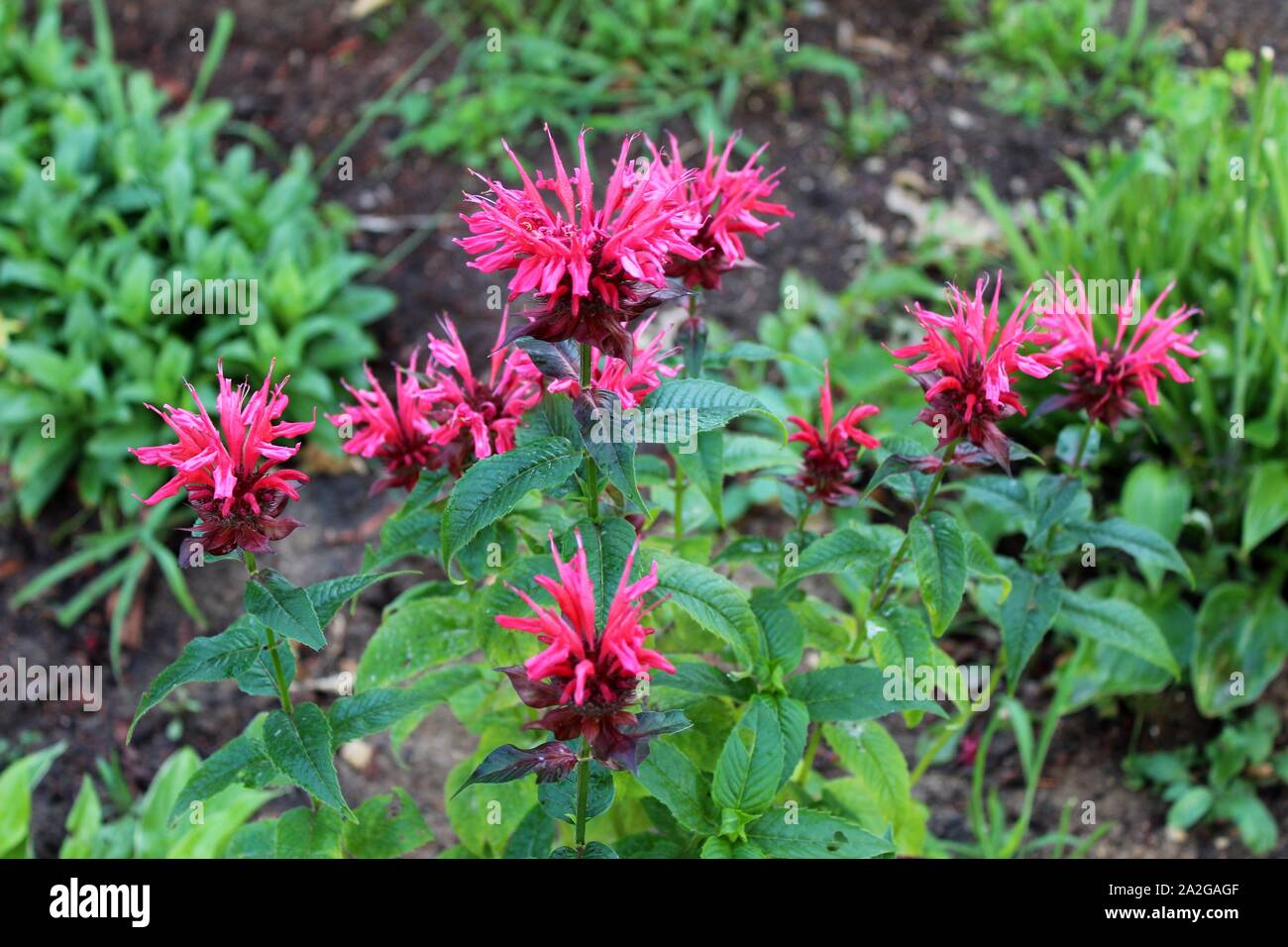 A Cluster Of Bee Balm Flowers Bloom In The Garden Stock Photo
