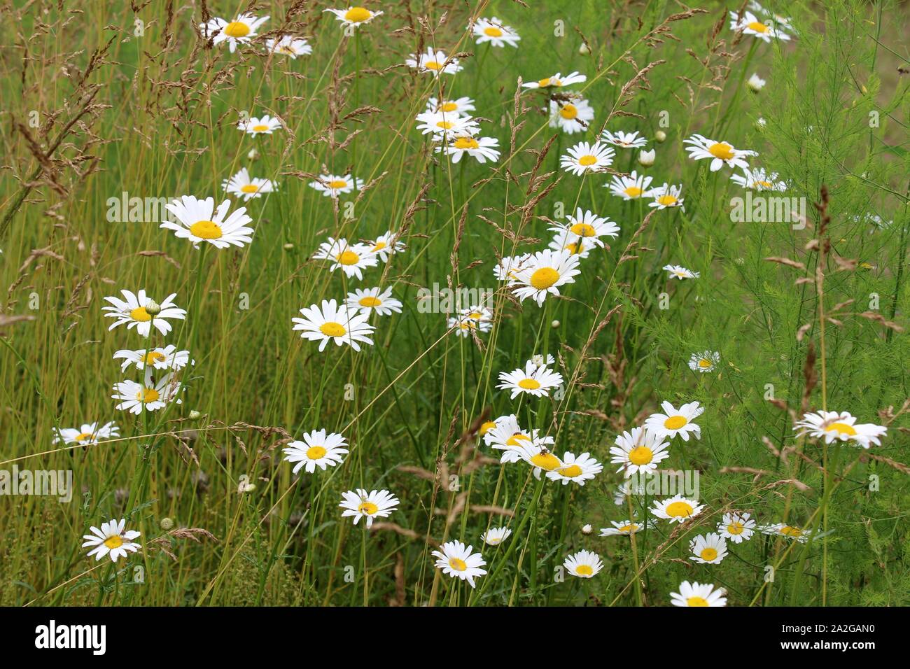 Meadow of daisies in full sun hires stock photography and images Alamy