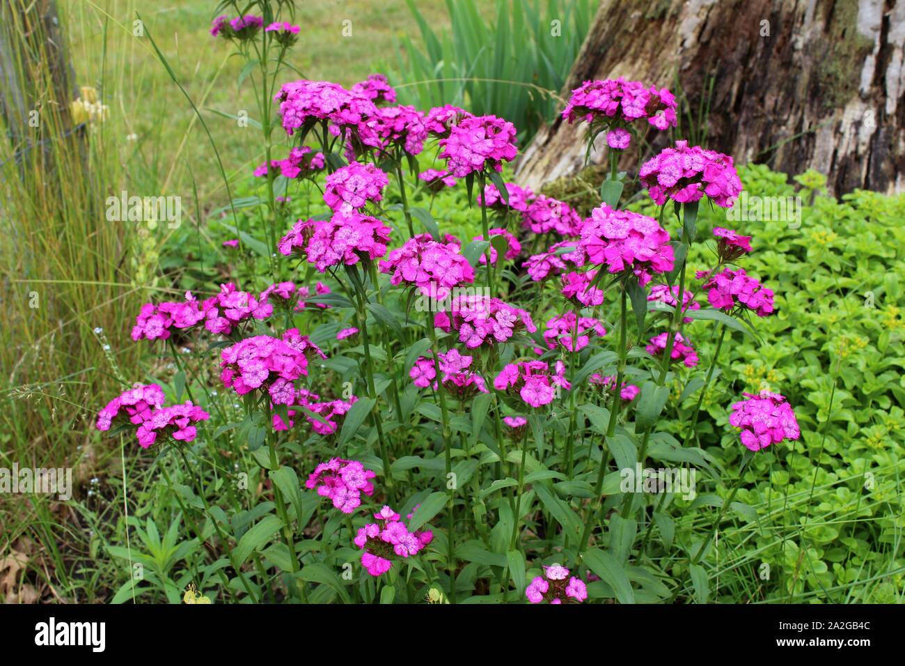 Sweet Williams Flowers Blooming In Front Of Sedum By An Old Stump Stock
