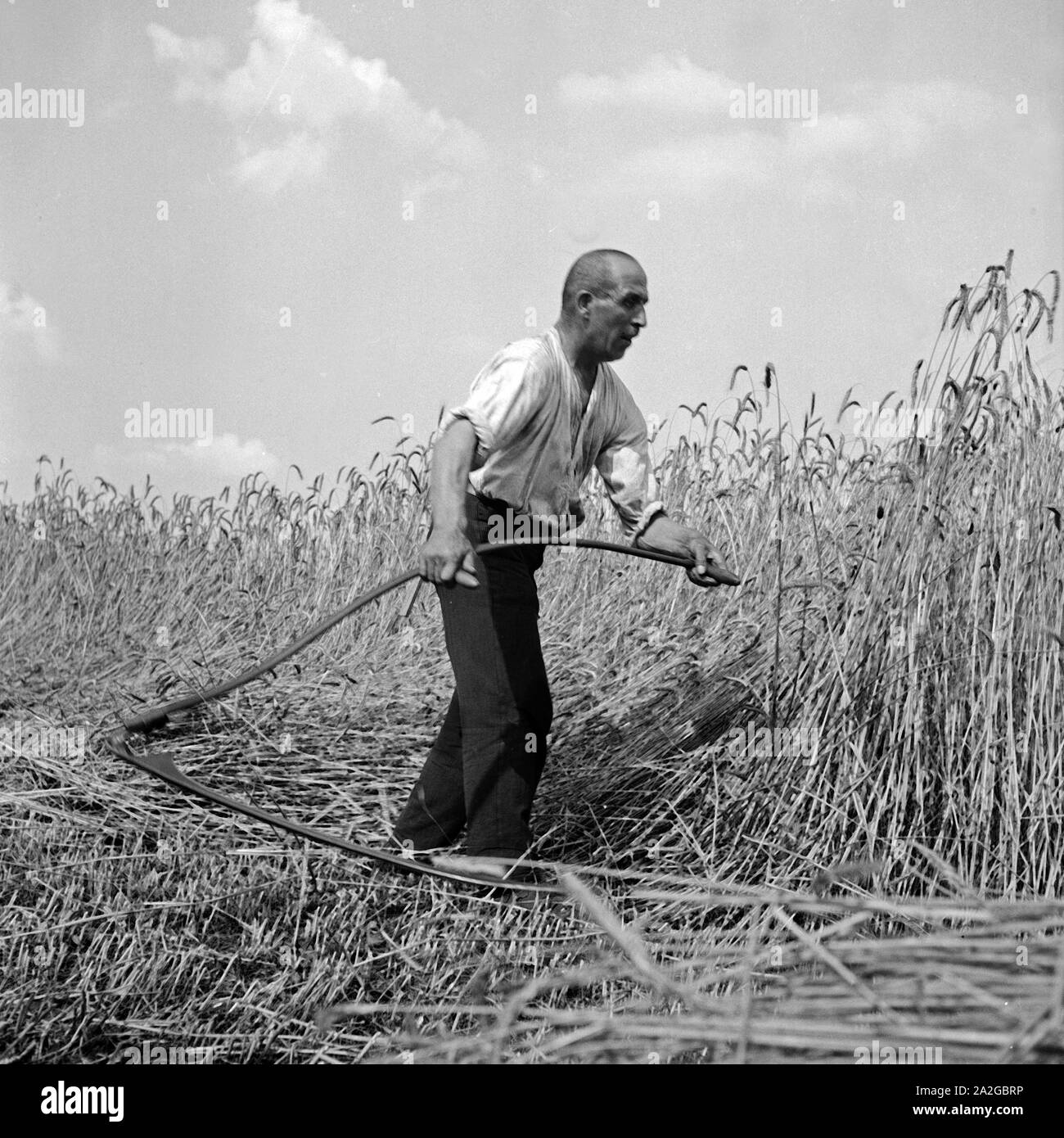 Bauer bei der Getreideernte, Deutschland 1930er Jahre. Farmer harvesting grain, Germany 1930s. Stock Photo
