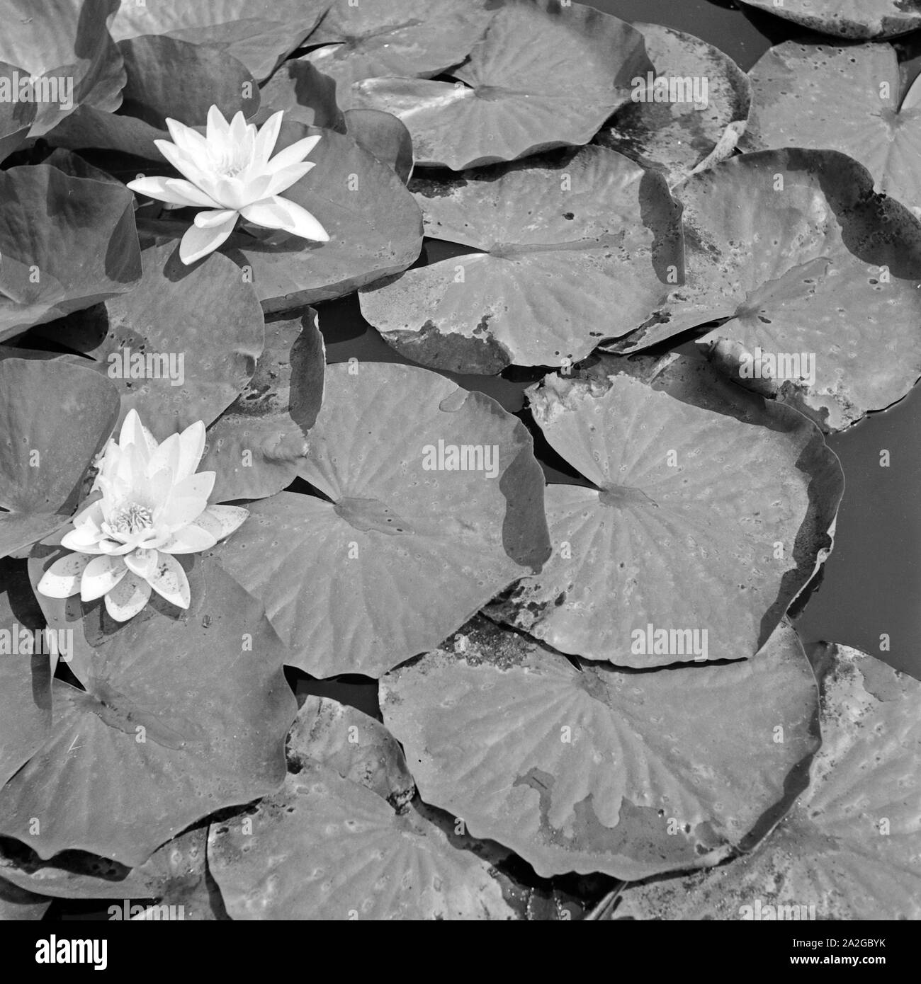 Seerosen auf einem Teich im Stadtgarten Gelsenkirchen, Deutschland 1930er Jahre. White water lilies at a pond in Gelsenkirchen Stadtgarten public gardens, Germany 1930s. Stock Photo