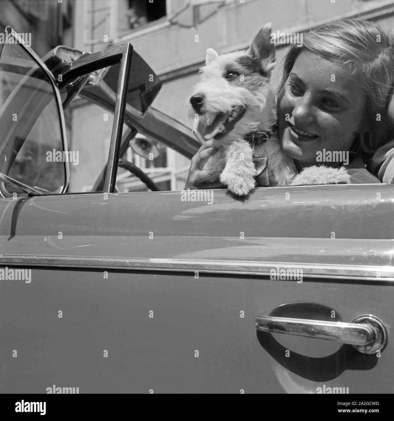 Eine junge Frau und ein kleiner Foxterrier am Steuer eines Opel Blitz, Österreich 1930er Jahre. A young woman and a fox terrier at the steering wheel of an Opel Blitz, Austria 1930s. Stock Photo