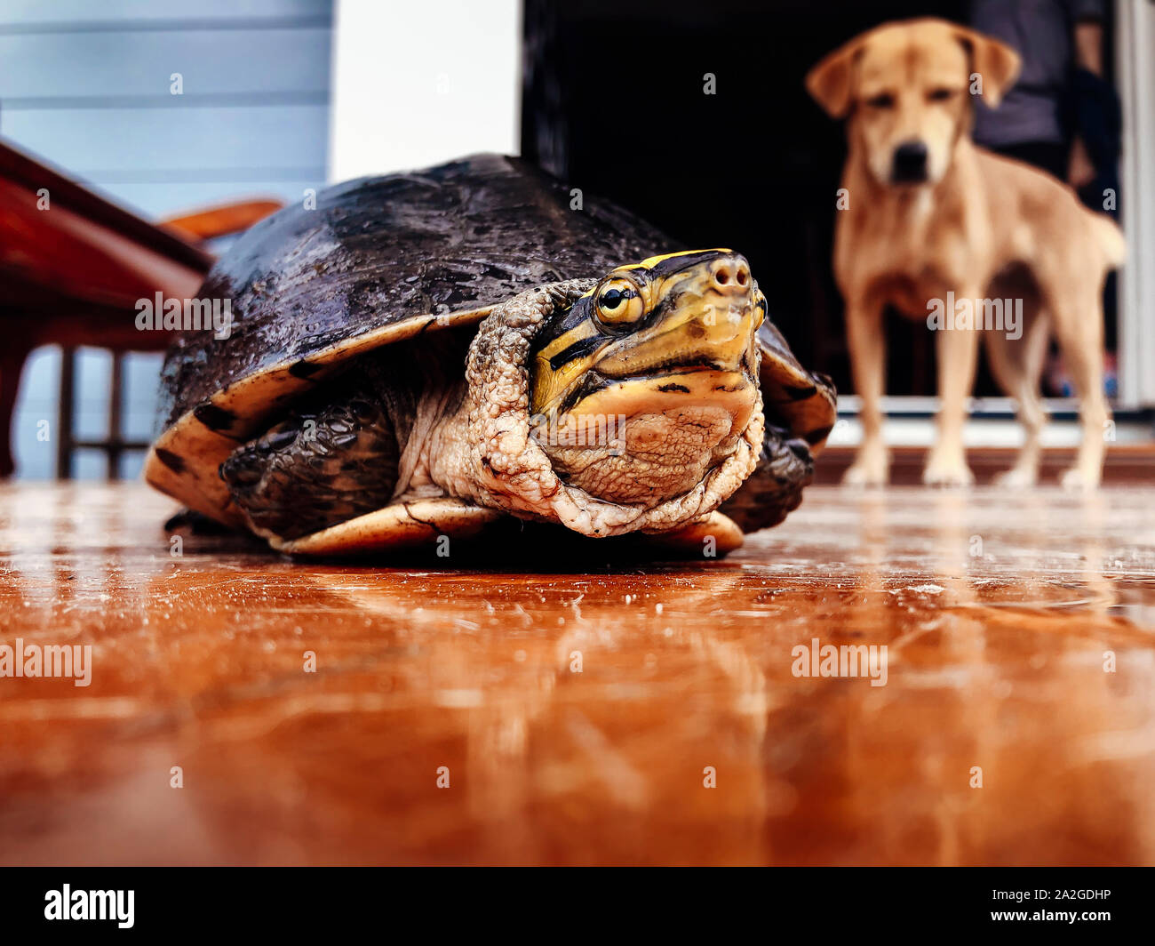 Scared black river turtle keeps head in shell with curious dog look