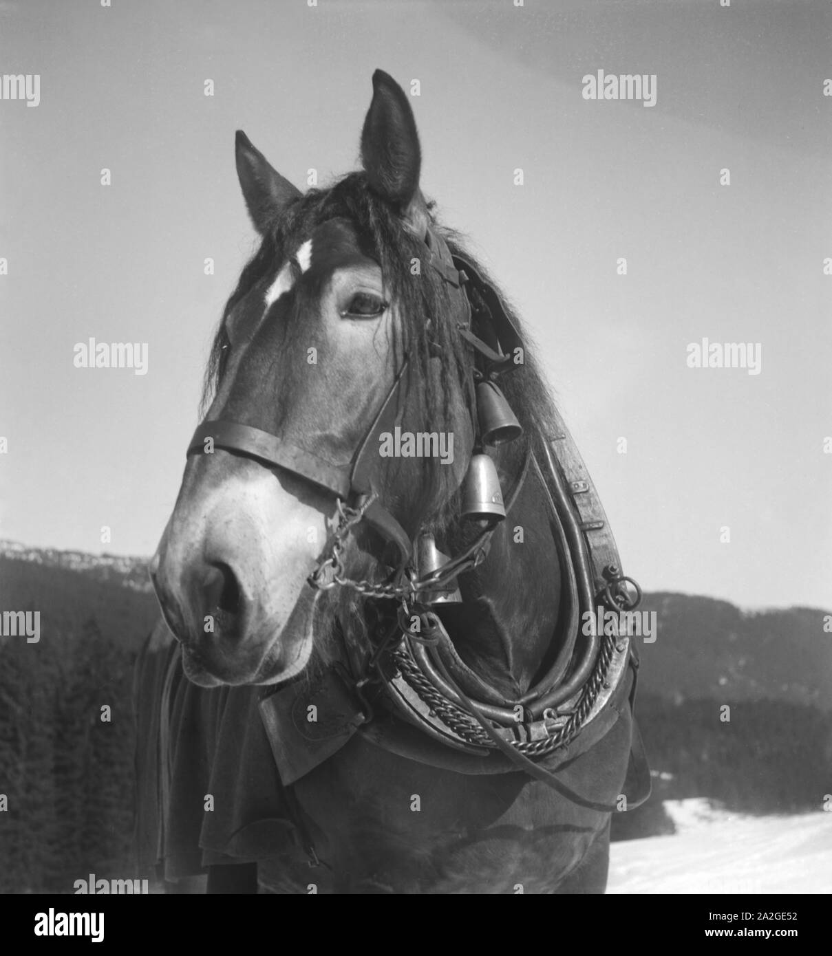 Horse drawn sledges hi-res stock photography and images - Alamy