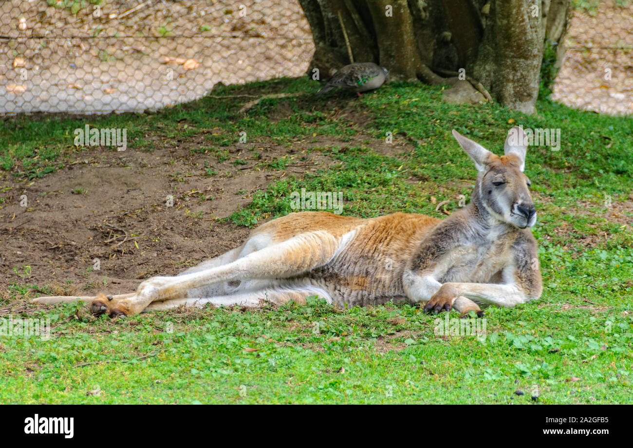 Resting Australian Bush Kangaroo - Healesville, Victoria, Australia Stock Photo