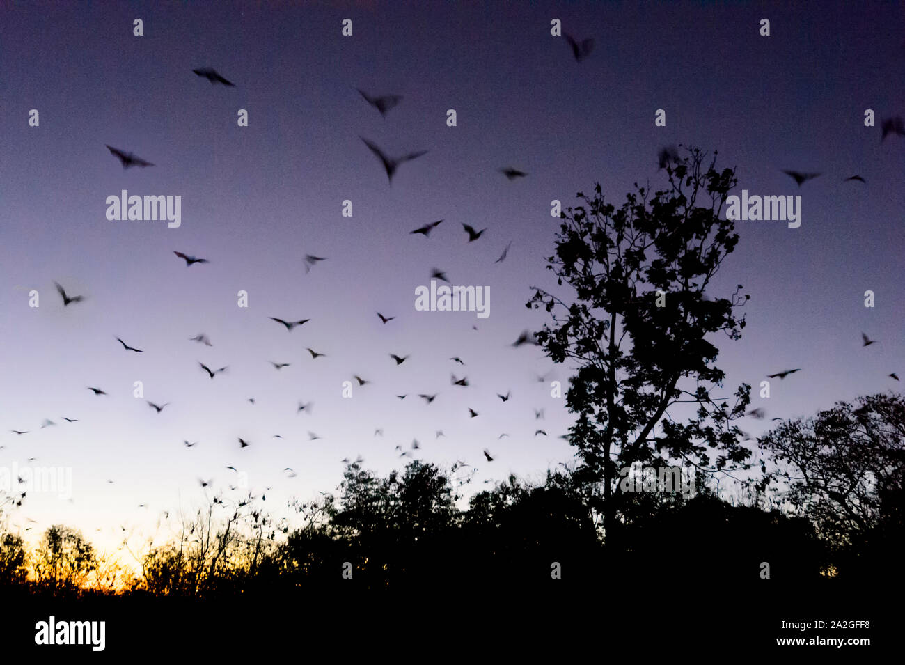 A colony of flying foxes leaving the roost at dusk, in the small rural town of Ravenswood, Queensland, QLD, Australia Stock Photo
