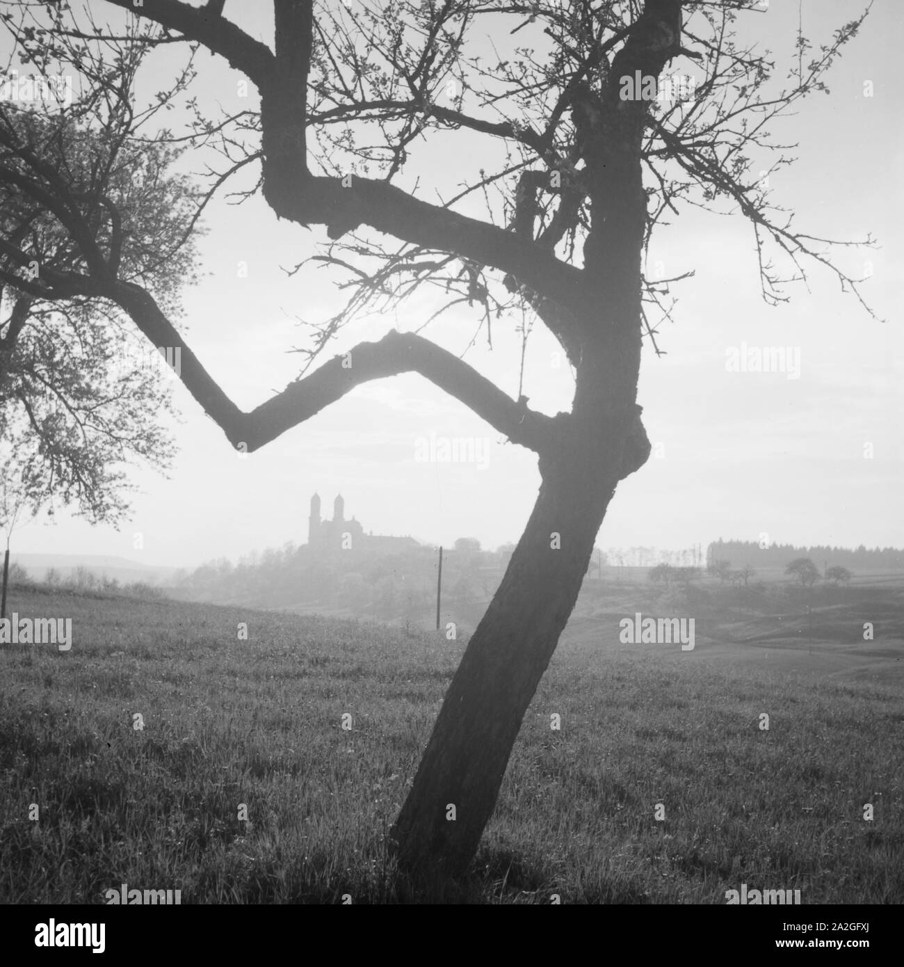 Baum im Gegenlicht, Deutschland 1930er Jahre. Tree in backlight, Germany 1930s. Stock Photo
