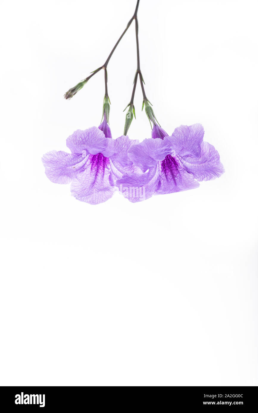 Purple ruellia tuberosa flower blossom isolated on white background Stock Photo