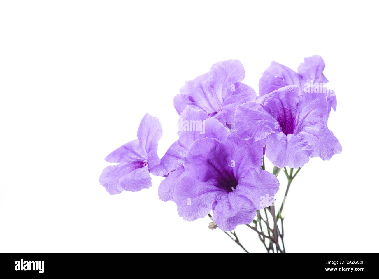 Purple ruellia tuberosa flower blossom isolated on white background Stock Photo