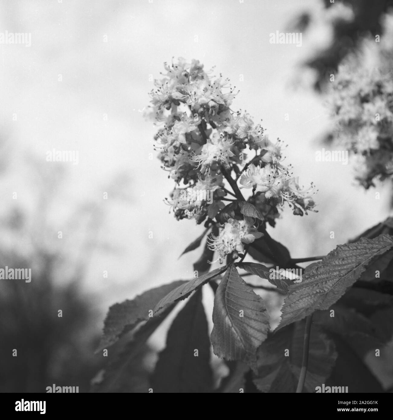 Kastanienblüte, Deutschland 1930er Jahre. Chestnut tree in bloom, Germany 1930s. Stock Photo