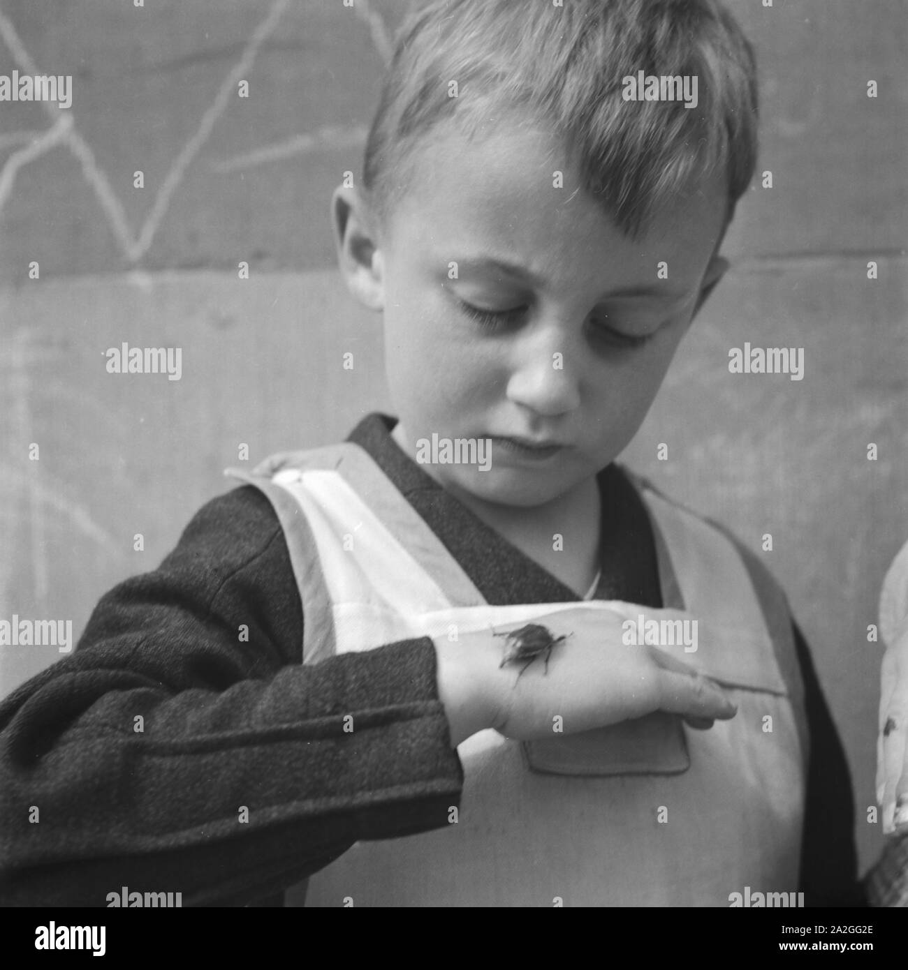 Deutschland 1930er jahre may beetle on hand of boy hires stock