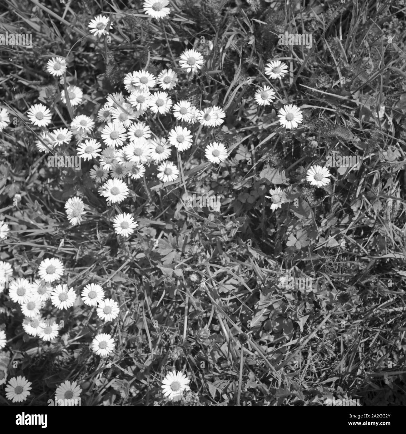 Blumen auf einer Wiese, Deutschland 1930er Jahre. Flowers in a lawn, Germany 1930s. Stock Photo
