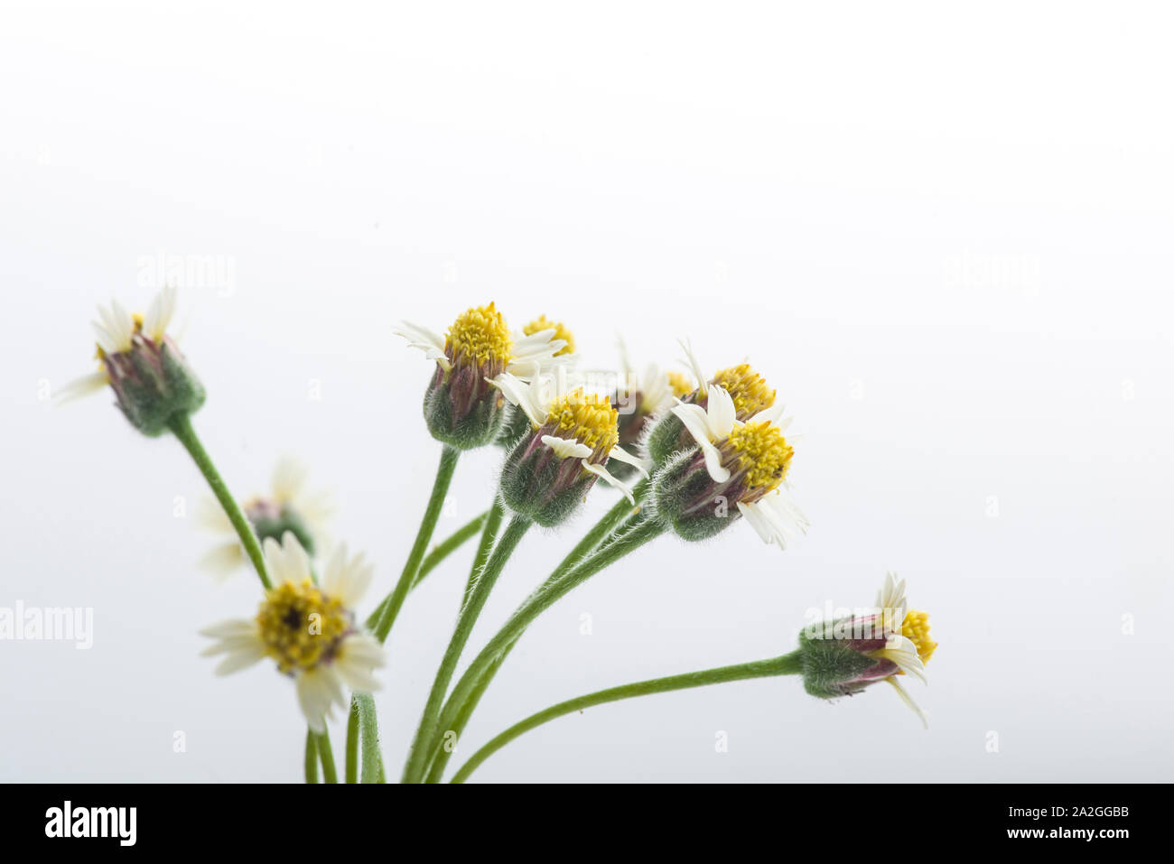 Tridax procumbens flower isolated on white background Stock Photo