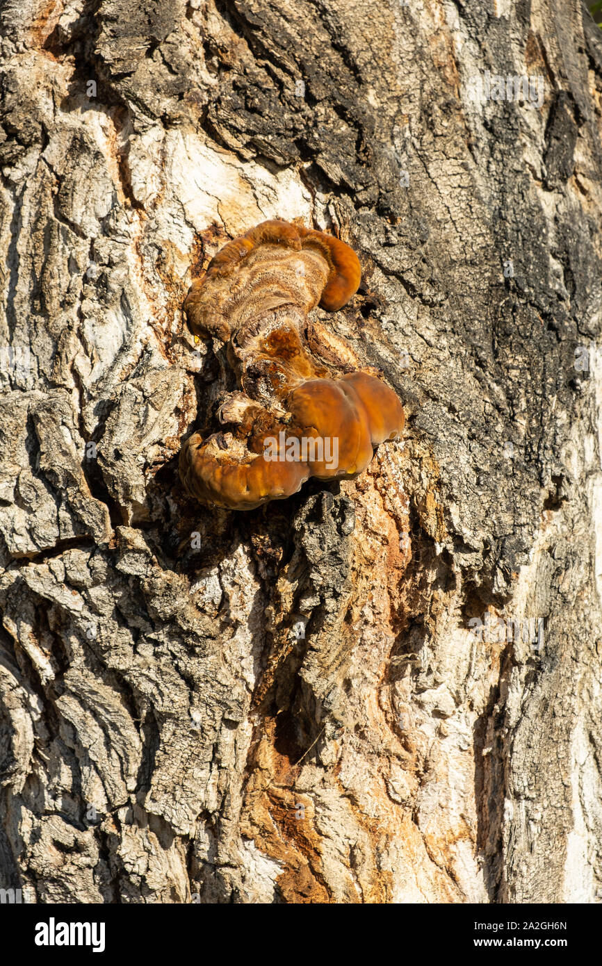 Mushroom growing on a tree trunk. sunny fall day Stock Photo