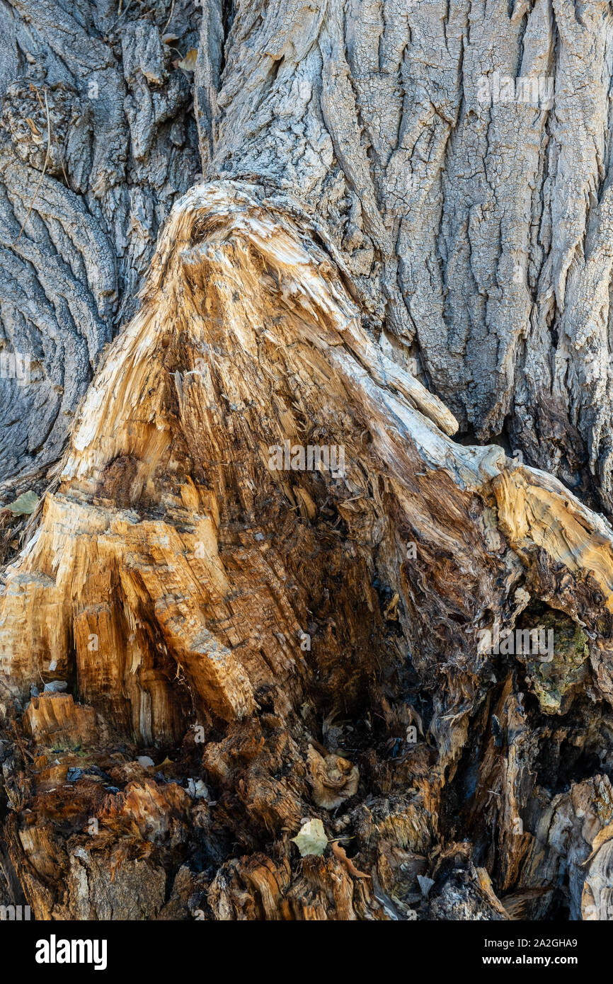 Close-up of the trunk of a rough tree. autumn and low light Stock Photo