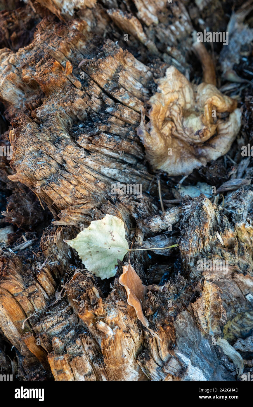 Close-up of a leaf over  the trunk of a rough tree. autumn and low light Stock Photo