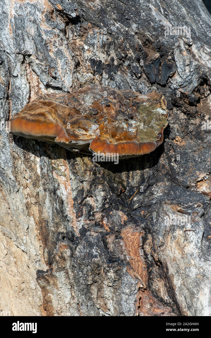 Mushroom growing on a tree trunk. sunny fall day Stock Photo