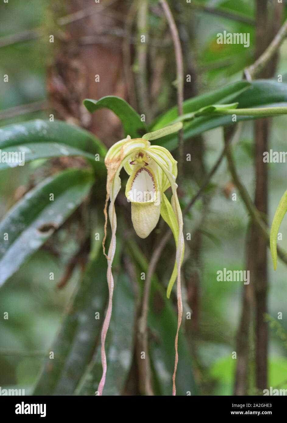Rare Phragmipedium warszewiczianum orchid, Copalinga, Podocarpus National Park, Zamora, Ecuador Stock Photo
