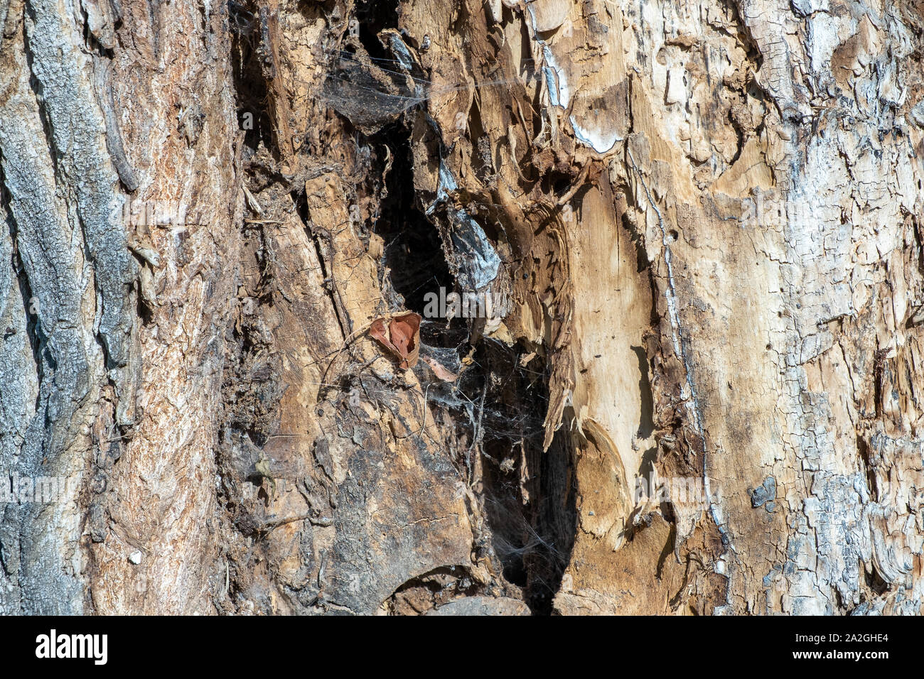 Close-up of the trunk of a rough tree. autumn and low light Stock Photo