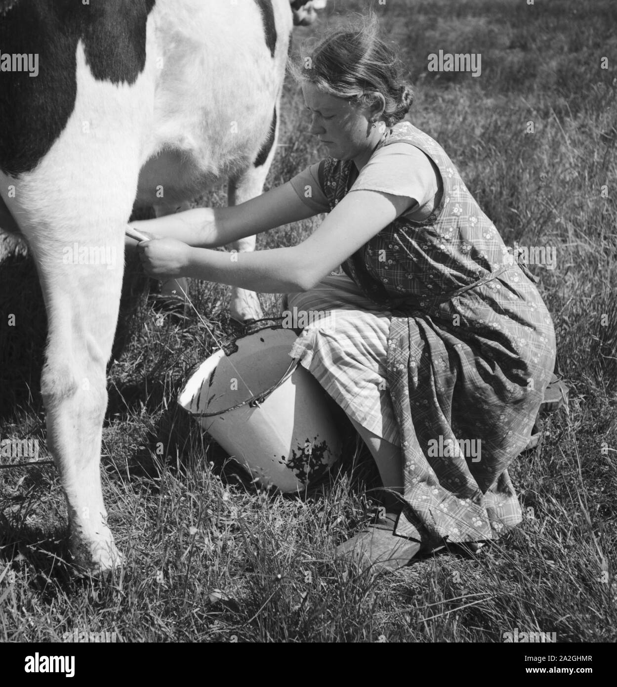 Ein Mädchen beim Melken der Kühe im Umland von Bremen, Deutschland 1930er Jahre. A girl milking a cow at the rural surroundings of Bremen, Germany 1930s. Stock Photo