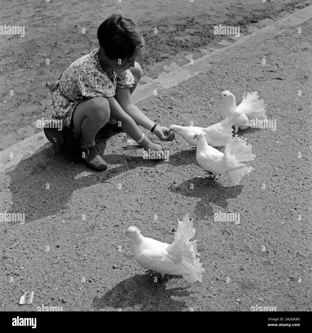 Ein kleines Mädchen füttert Tauben, Deutschland 1930er Jahre. A little girl feeding pigeons, Germany 1930s. Stock Photo