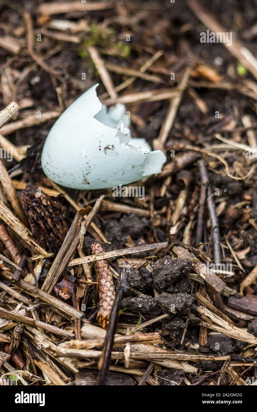 Blue shell of the hatched starling is thrown out of the nest on the ground. Close-up. Stock Photo