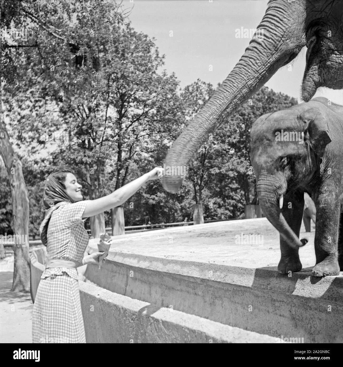 Eine junge Frau füttert eine Erdnuß an einen Elefanten im Zoo, Deutschland 1930er Jahre. A young woman at the zoological gardens feeding peanuts to an elephant, Germany 1930s. Stock Photo