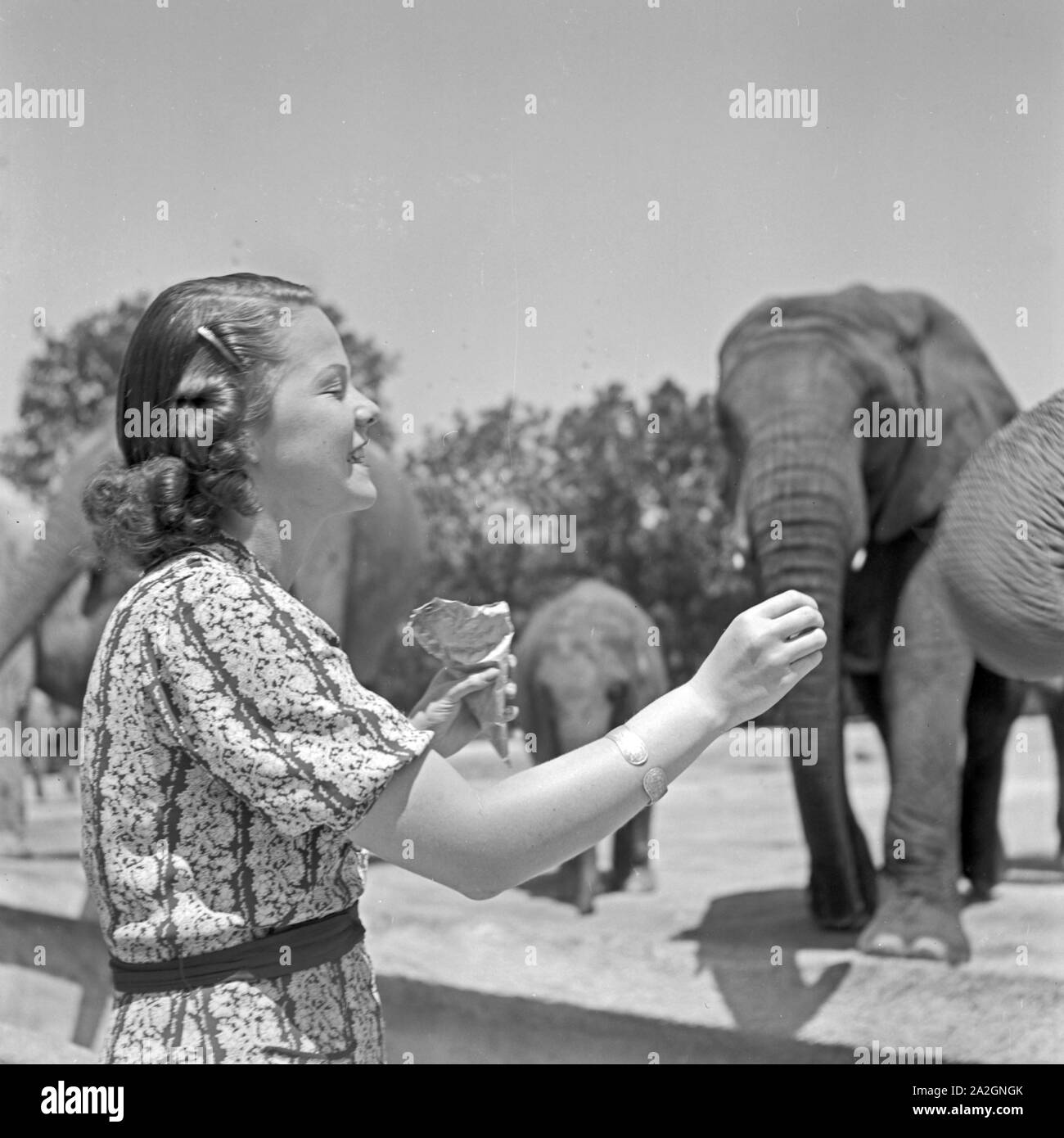 Eine junge Frau steht mit einer Tüte Erdnüsse vor dem Elefantengehege im Zoo, Deutschland 1930er Jahre. A young woman with a bag of peanuts in front of the elephant's compund at the zoo, Germany 1930s. Stock Photo