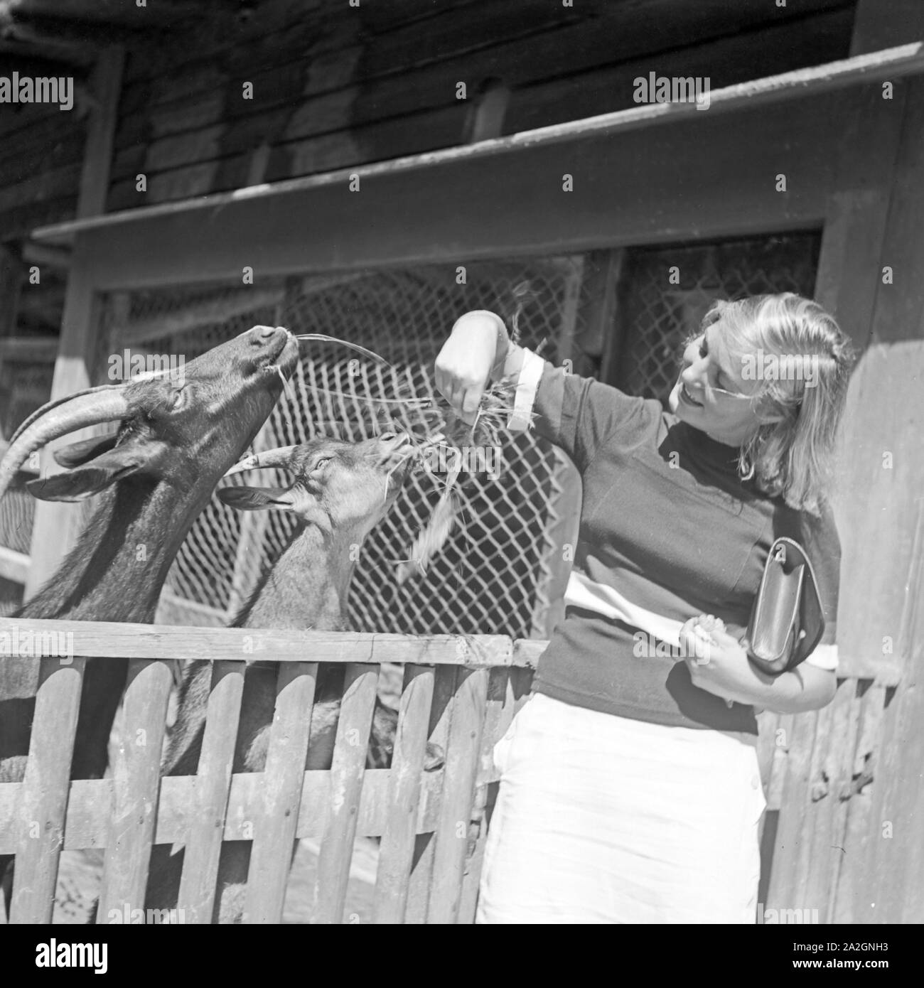 Eine junge Frau füttert Ziegen im Zoo, Deutschland 1930er Jahre. A young woman feeding goats at the zoo, Germany 1930s. Stock Photo