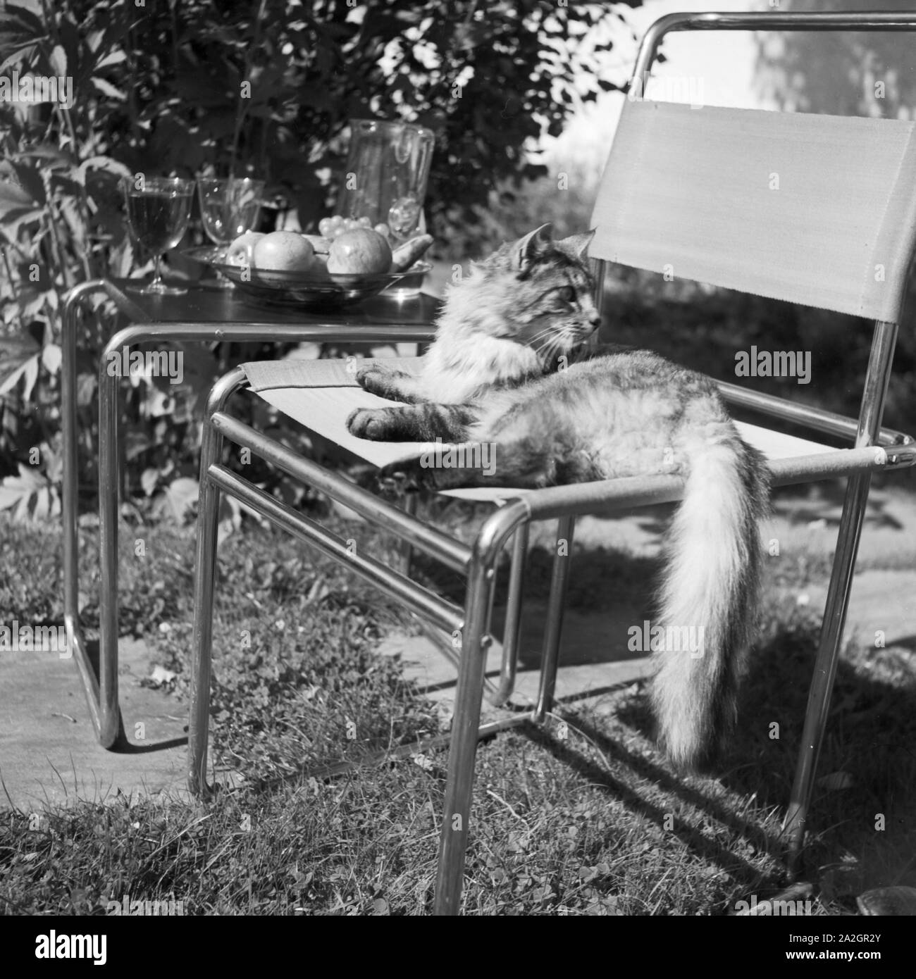 Eine katze liegt auf einem stuhl in der sonne hi-res stock photography and  images - Alamy