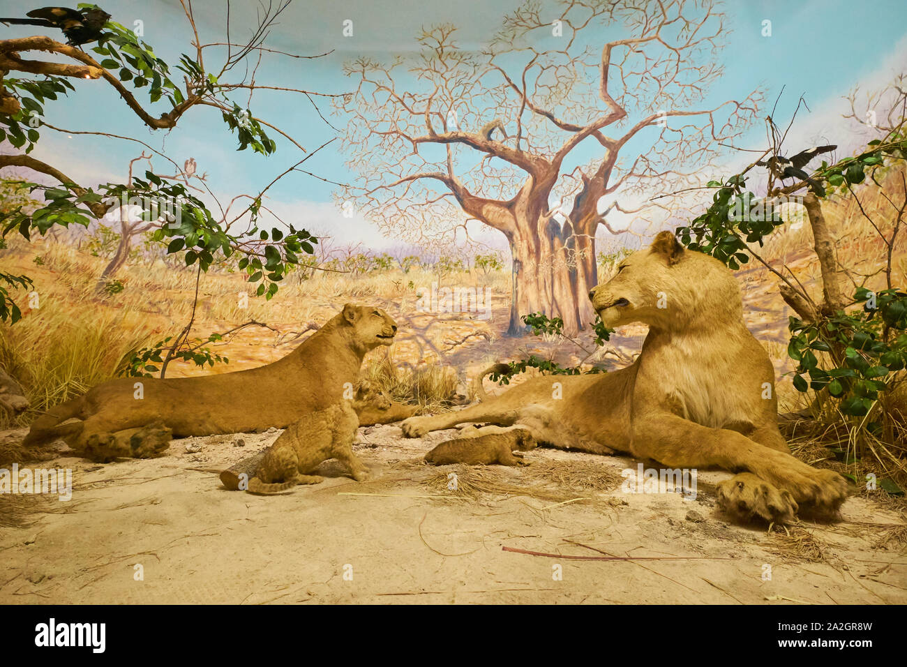 An Example Of Females In A Lion Pride With Their Cubs In A Taxidermy 