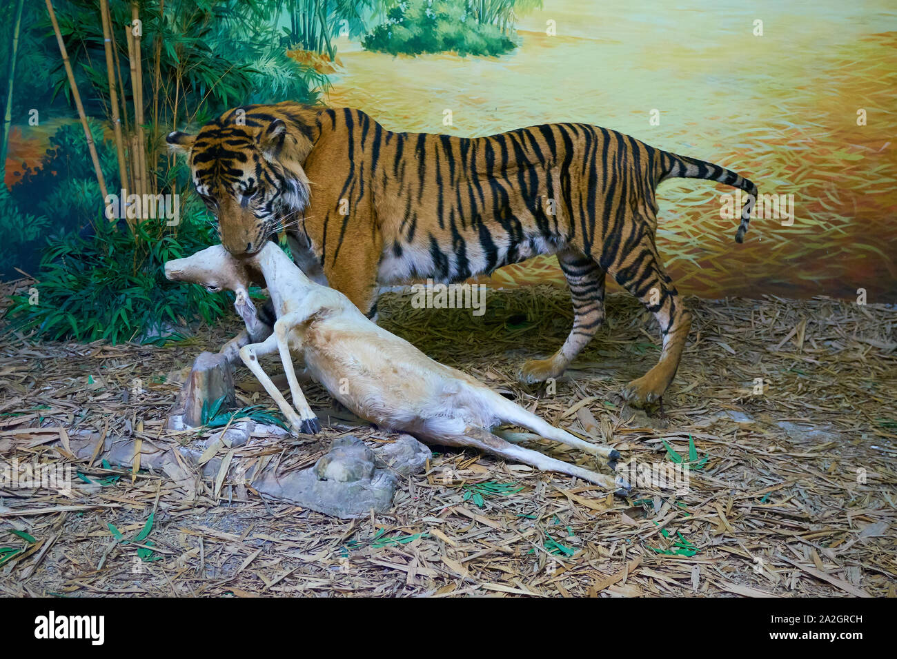 Bengal Tiger Habitat Diorama