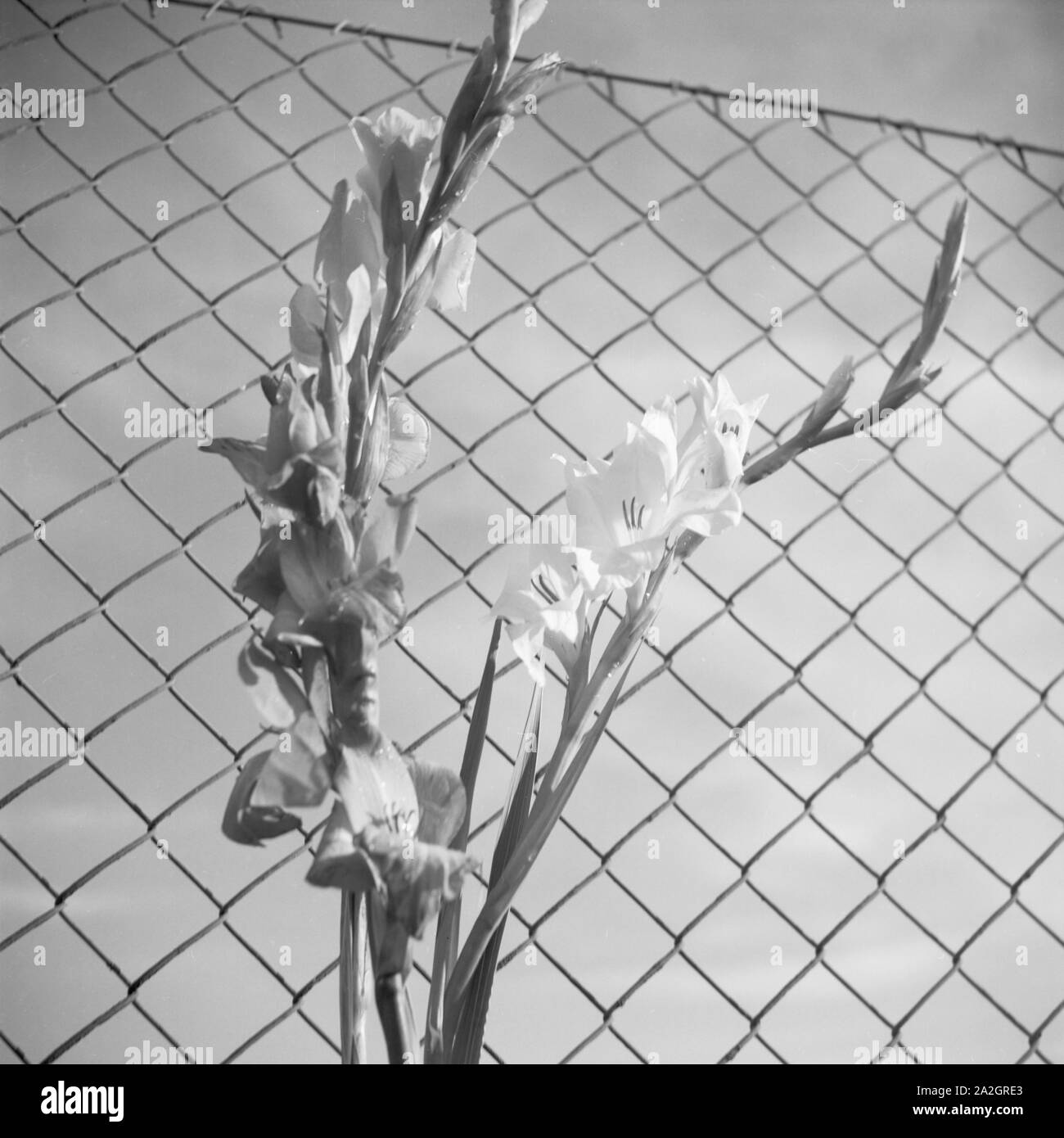 Eine Blume an einem Maschendrahtzaun, Deutschland 1930er Jahre. A flower on a mesh wire fence, Germany 1930s. Stock Photo