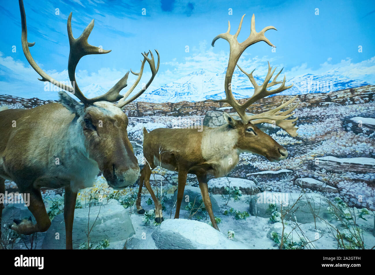 An example of caribou, reindeer in a taxidermy diorama at the Natural History Museum Satwa in Batu City, Indonesia. Stock Photo