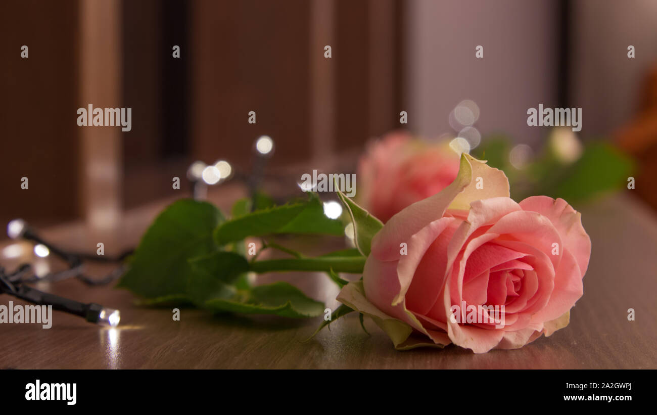 Picture of a rose romantic decoration. Stock Photo