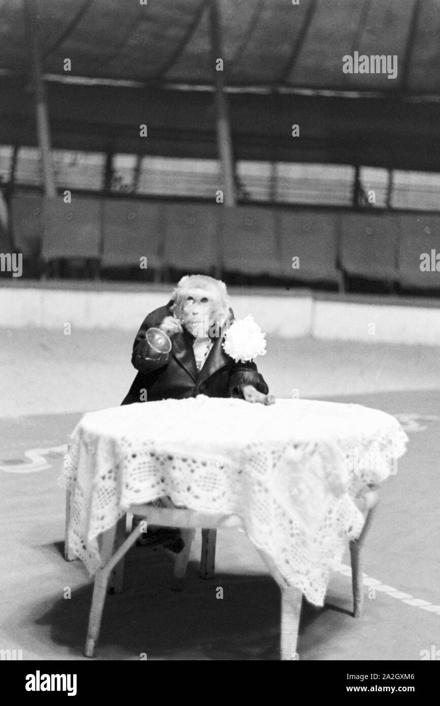 Ein Affe in der Manege in einem Karlsbader Zirkus, Deutschland 1930er Jahre. A monkey in the circus ring in a circus in Karlsbad, Germany 1930s. Stock Photo