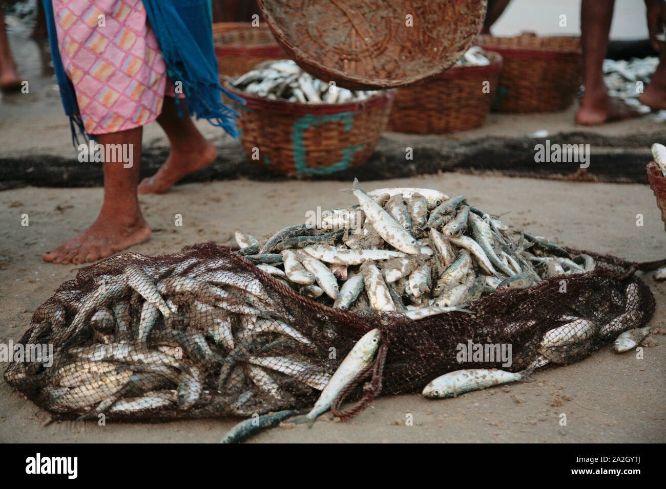 Fresh catch of valuable dietary fish of sardines. Right on the beach
