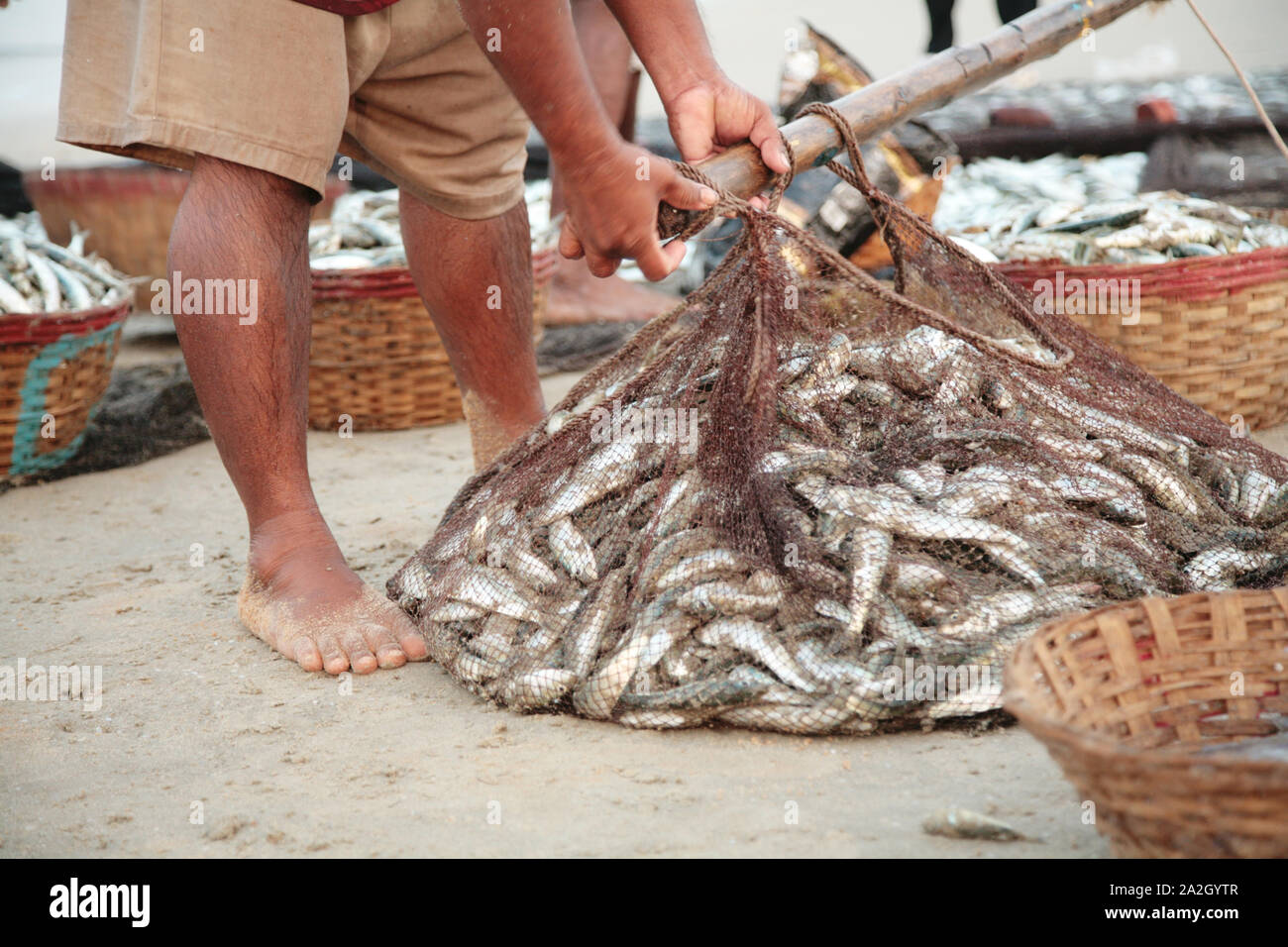 Fresh catch of valuable dietary fish of sardines. Right on the beach